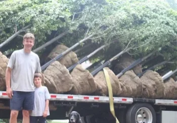 large_trees